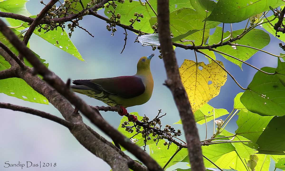 Wedge-tailed Green-Pigeon - ML112529311