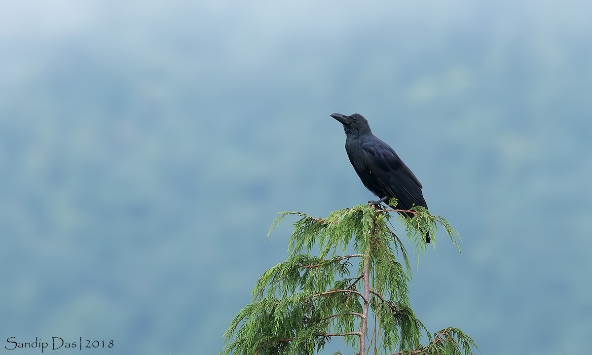 Large-billed Crow - ML112530251