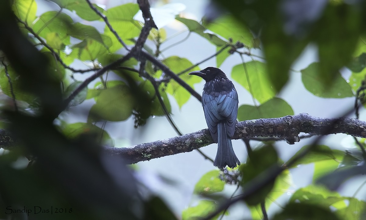 Hair-crested Drongo - ML112530391