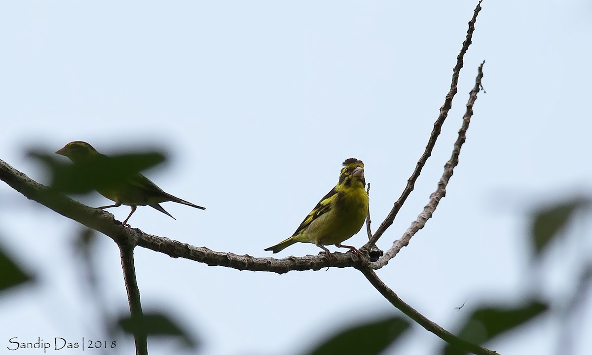 Yellow-breasted Greenfinch - ML112531001