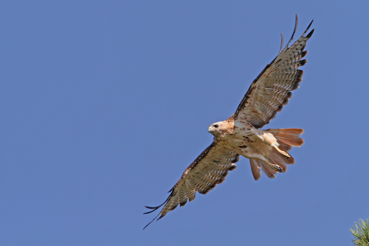 Red-tailed Hawk - ML112531451