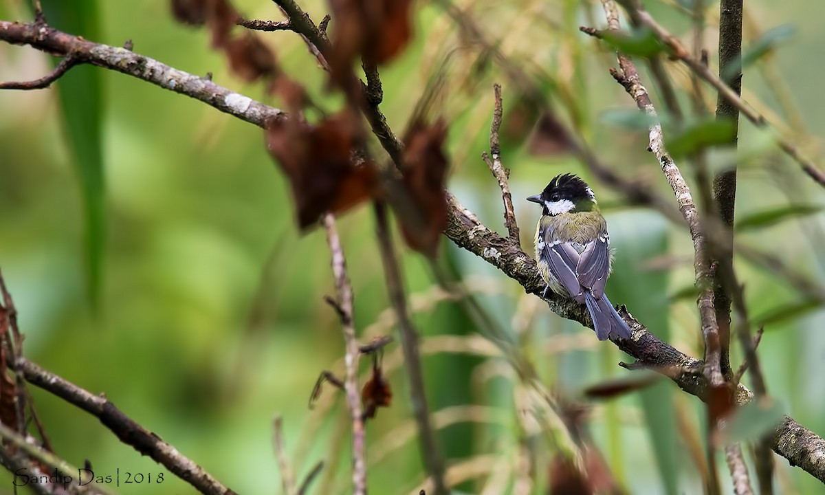 Green-backed Tit - ML112531691