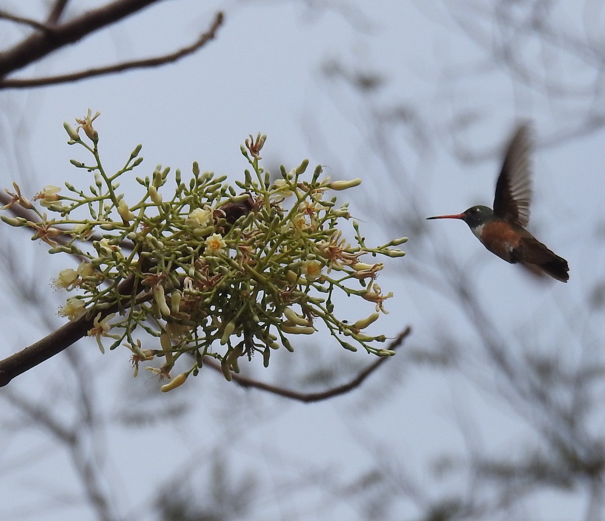 Amazilia Hummingbird (White-throated) - Astrid Fernanda Hernández
