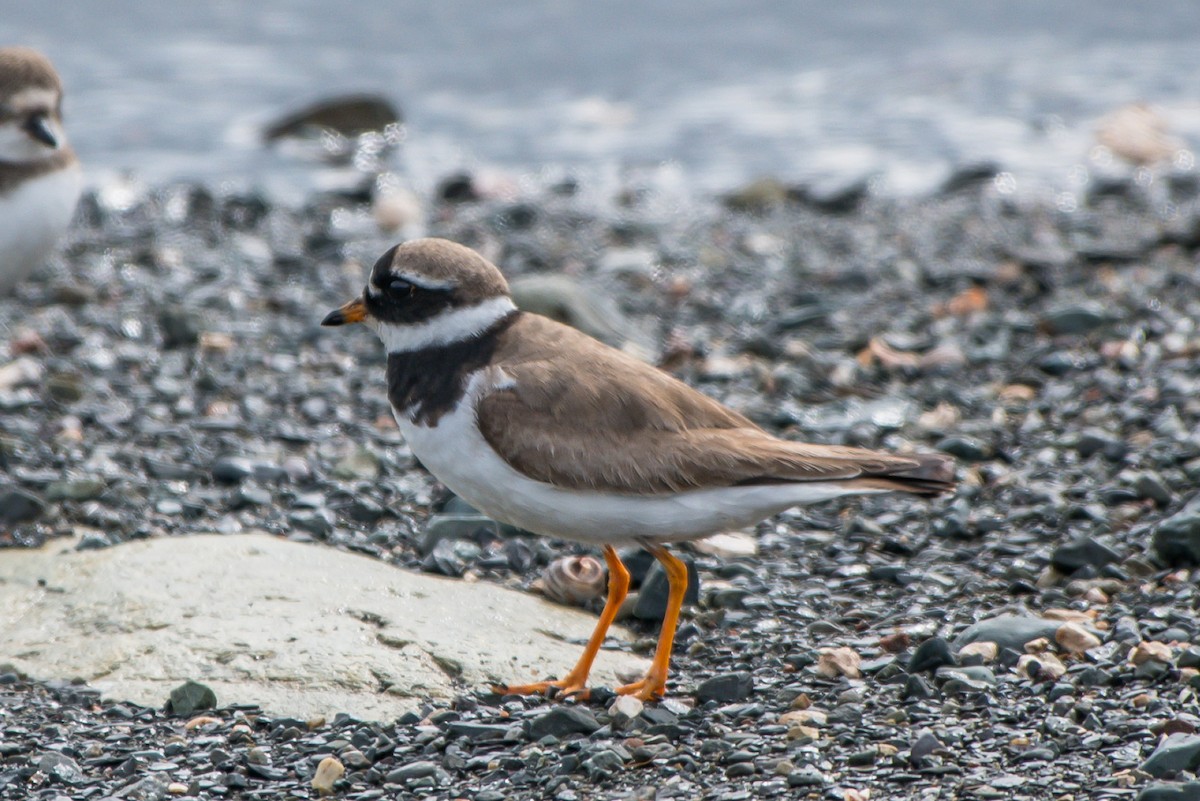 Common Ringed Plover - Frank King