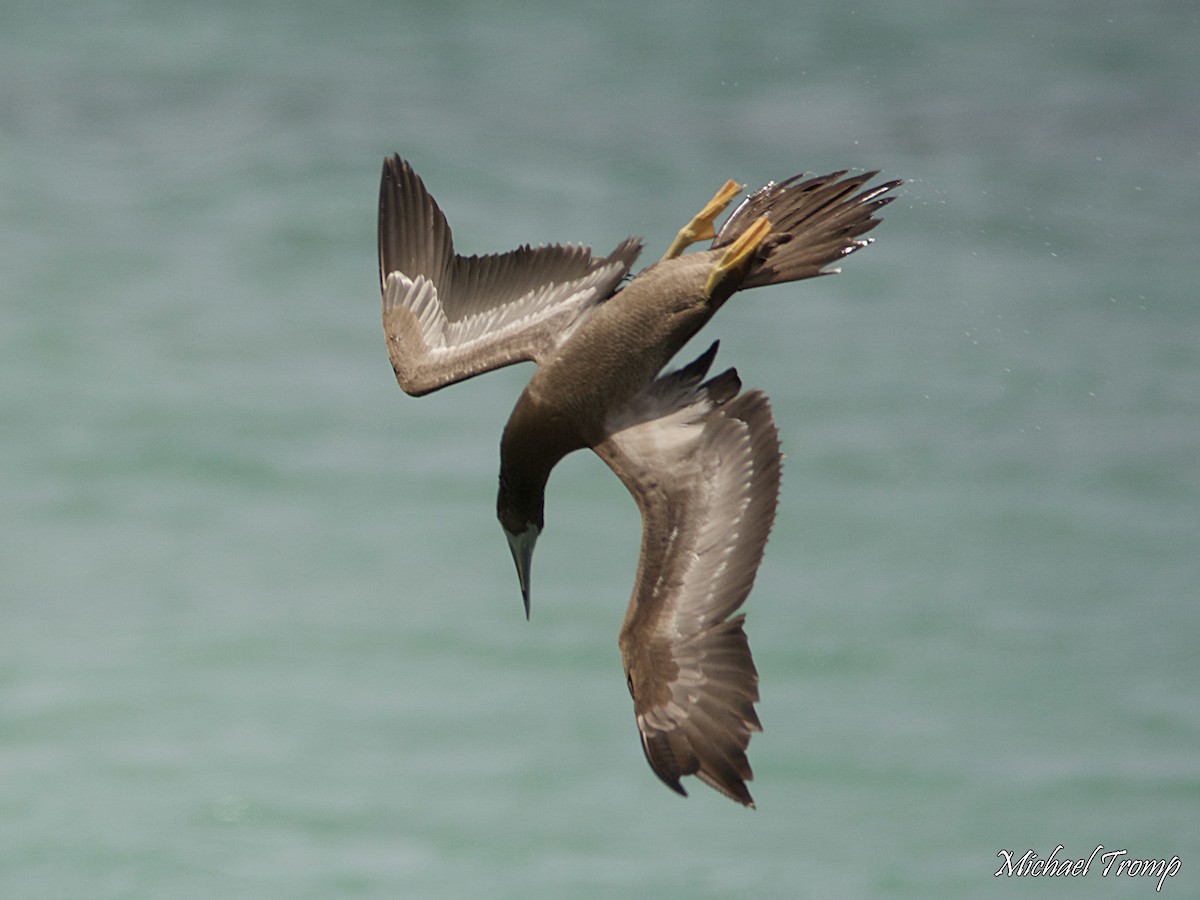 Brown Booby - ML112536141
