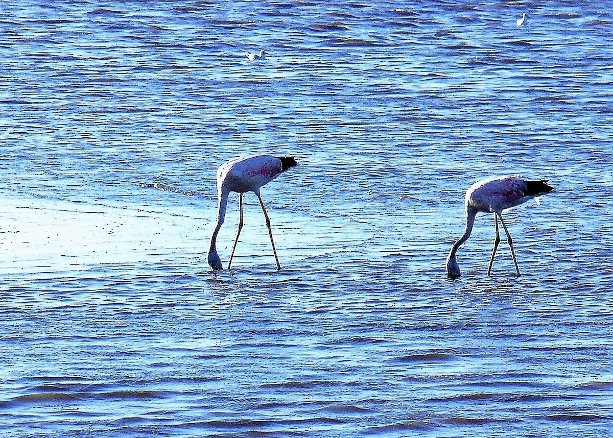 Andean Flamingo - Walter de León