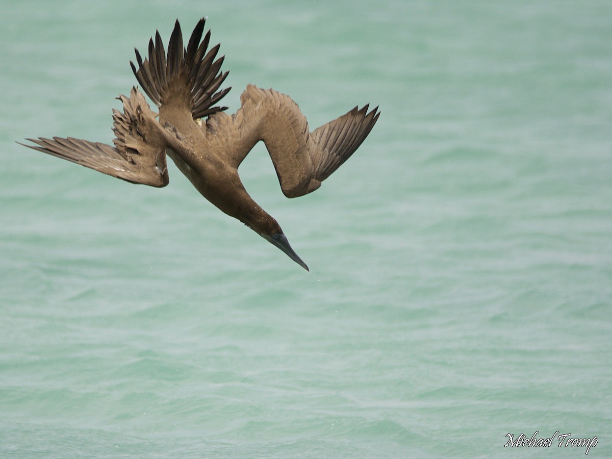 Brown Booby - ML112536171