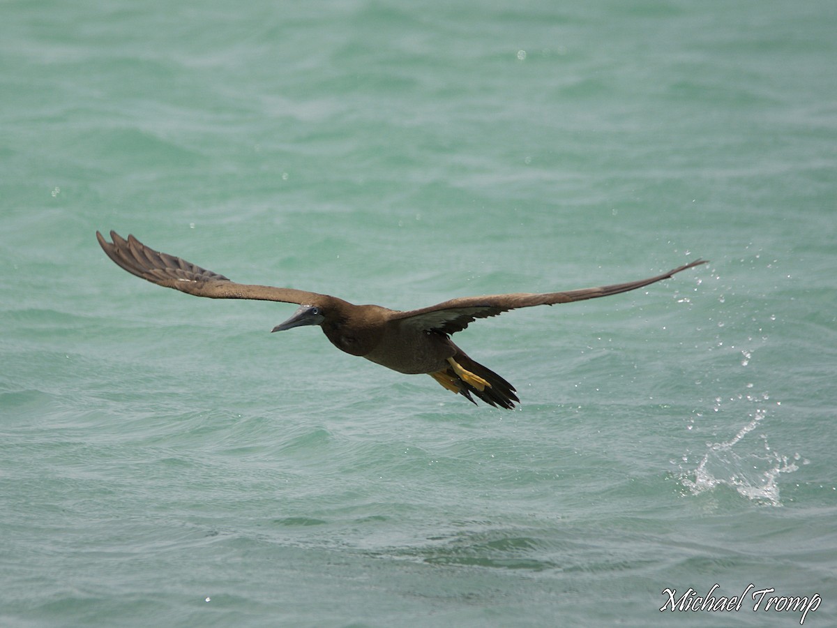 Brown Booby - ML112536221
