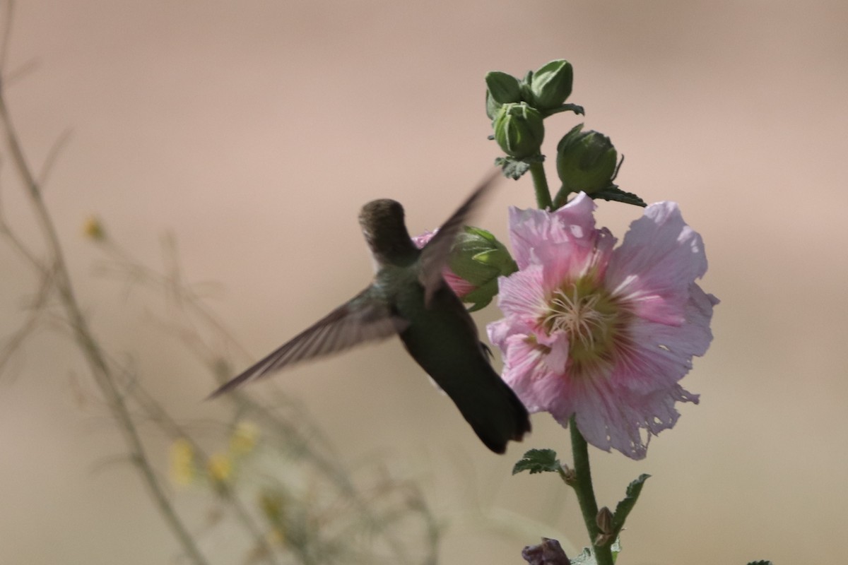 Broad-tailed Hummingbird - Bez Bezuidenhout
