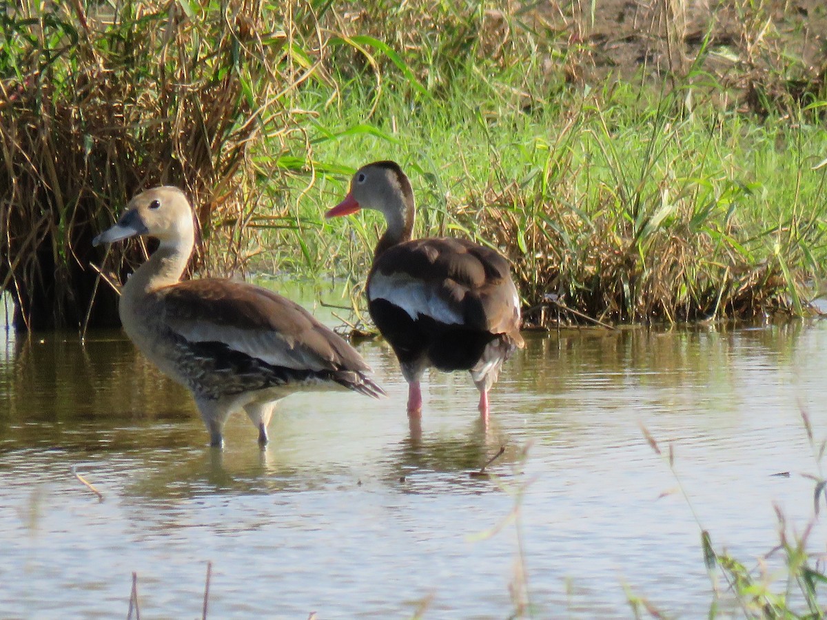 Black-bellied Whistling-Duck - Micky Louis