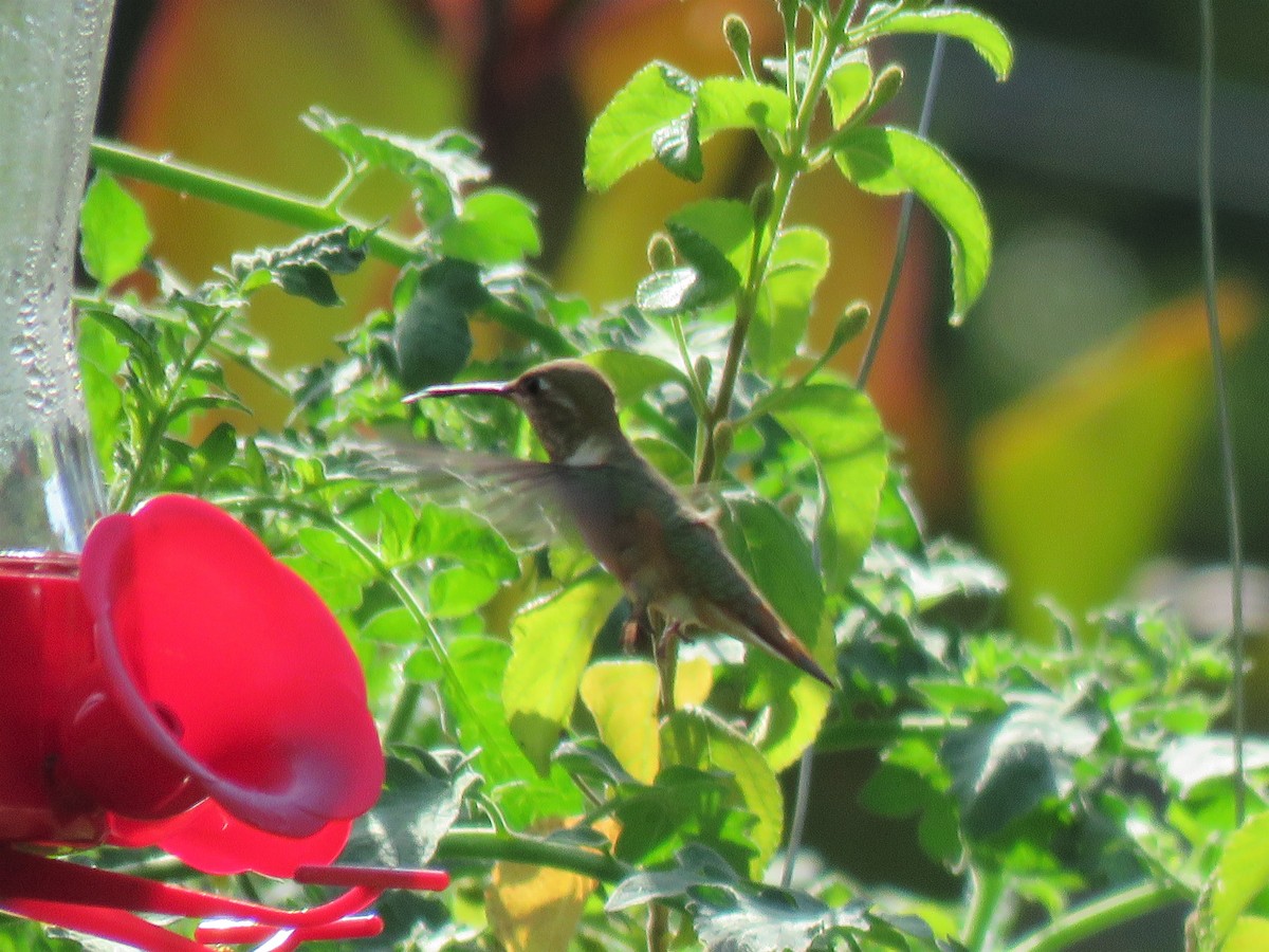 Rufous Hummingbird - Micky Louis