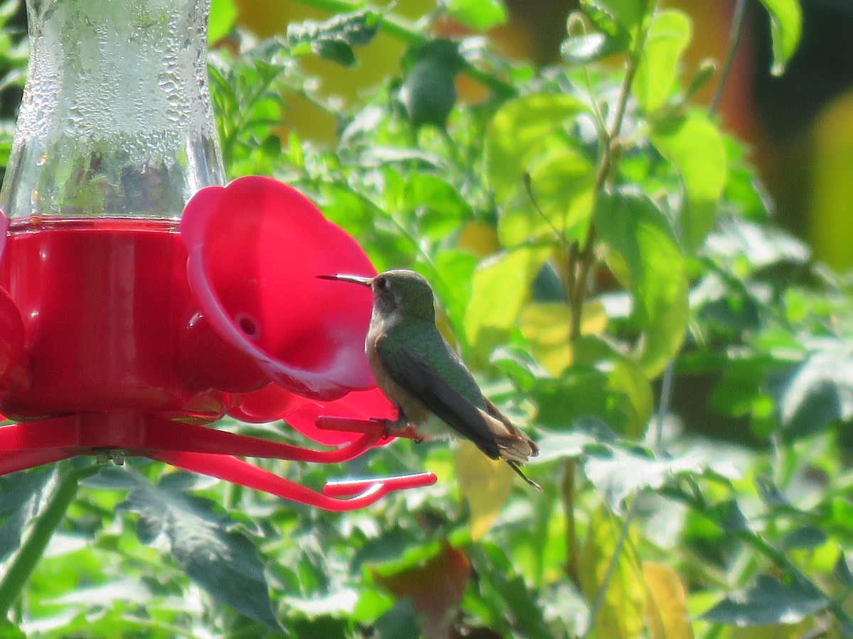 Broad-tailed Hummingbird - Micky Louis