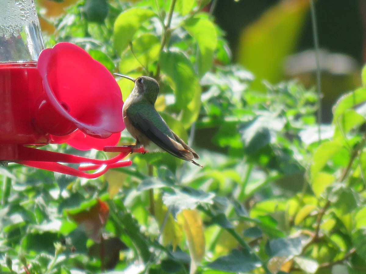 Broad-tailed Hummingbird - Micky Louis