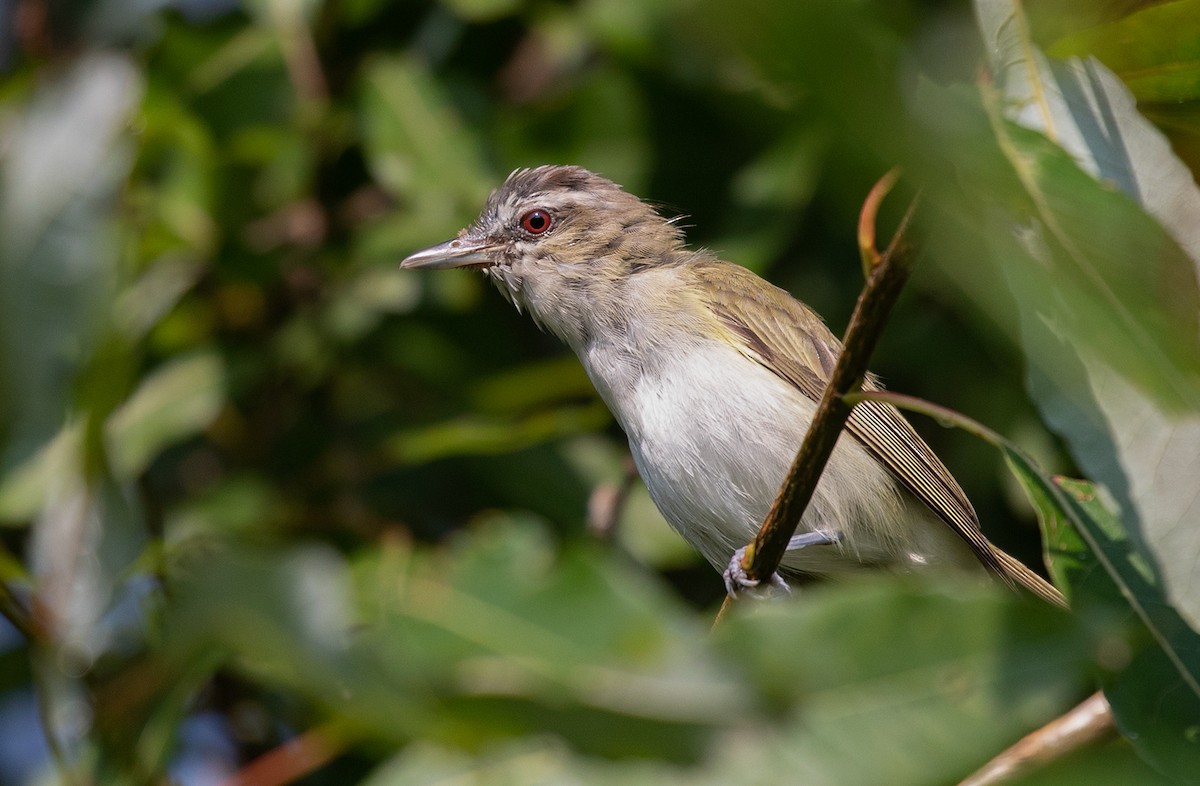 Red-eyed Vireo - Suzanne Labbé