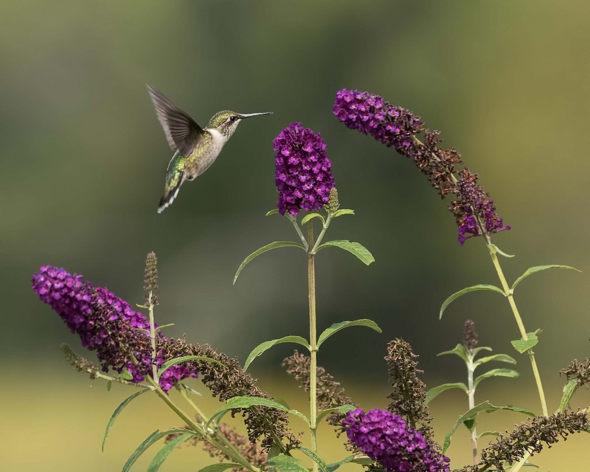 Ruby-throated Hummingbird - Susan Logan Ward