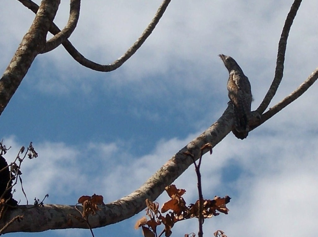 Great Potoo - Guiller Mina