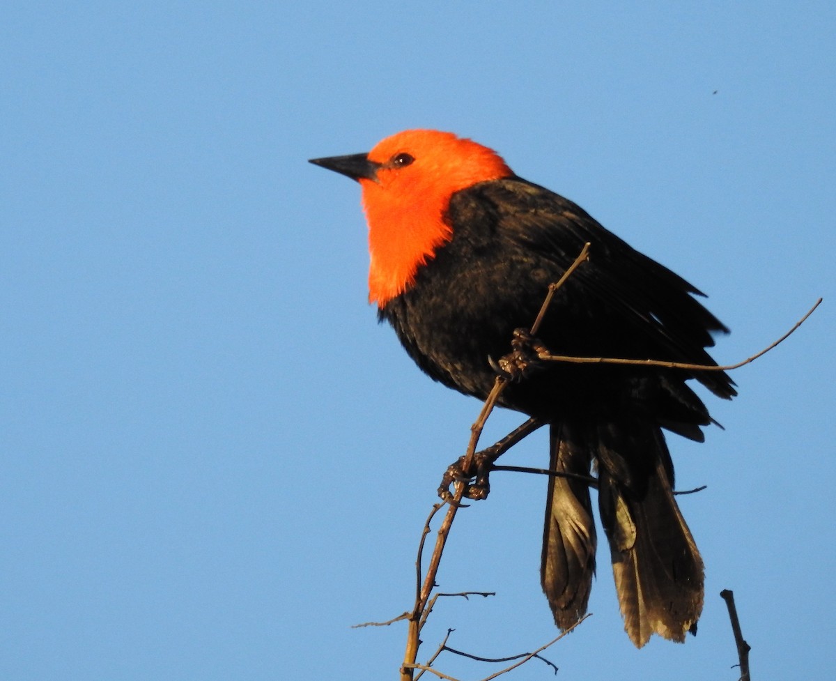 Scarlet-headed Blackbird - Cláudio Jorge De Castro Filho