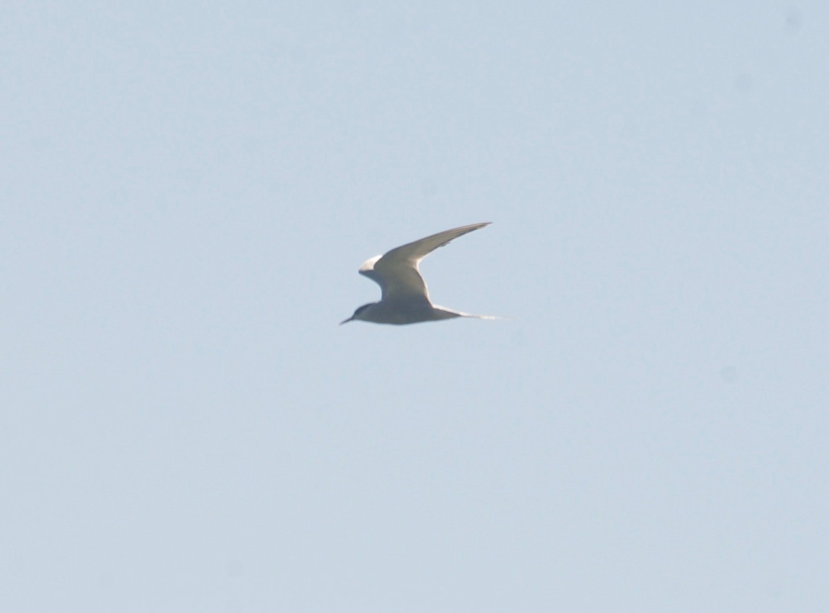 Common Tern - ML112561751