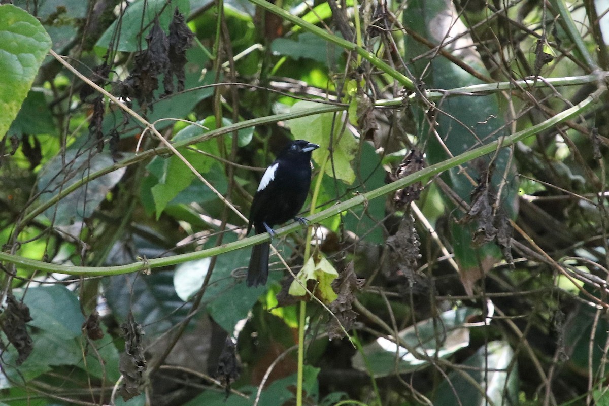 White-shouldered Tanager - Jerry Elling