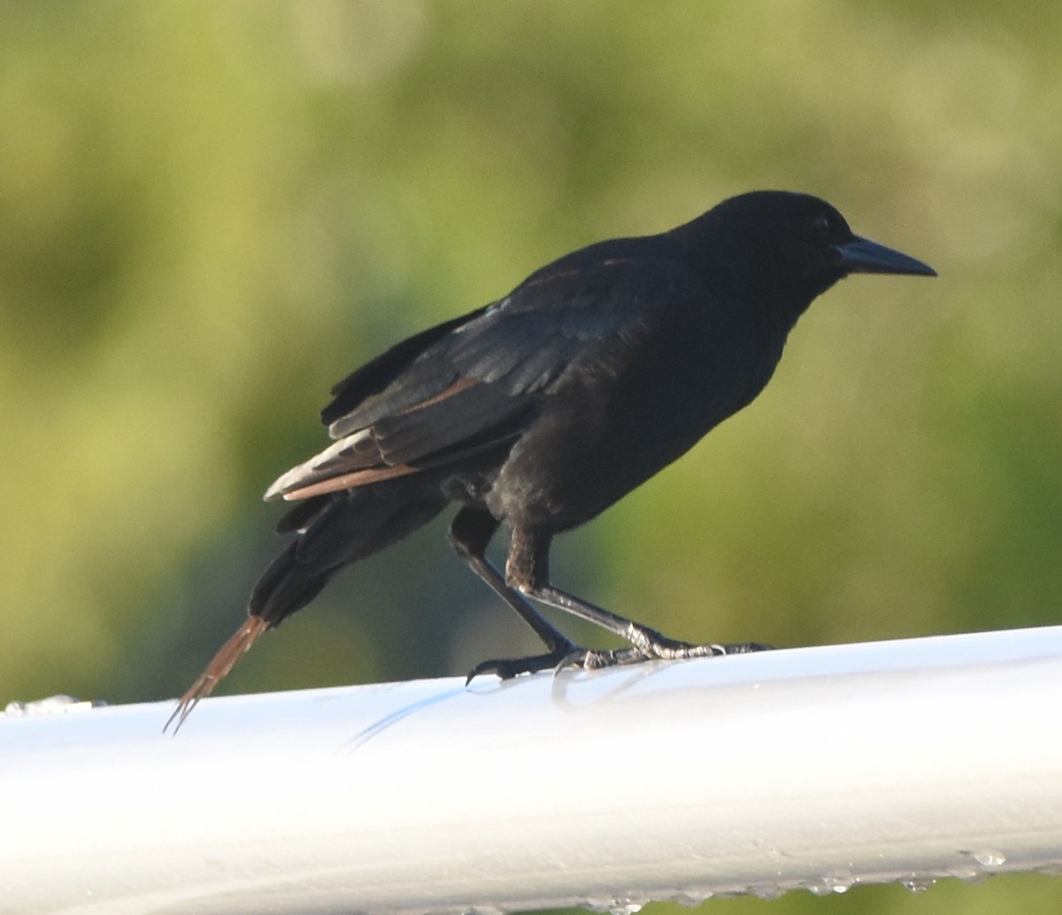 Boat-tailed Grackle - ML112562861