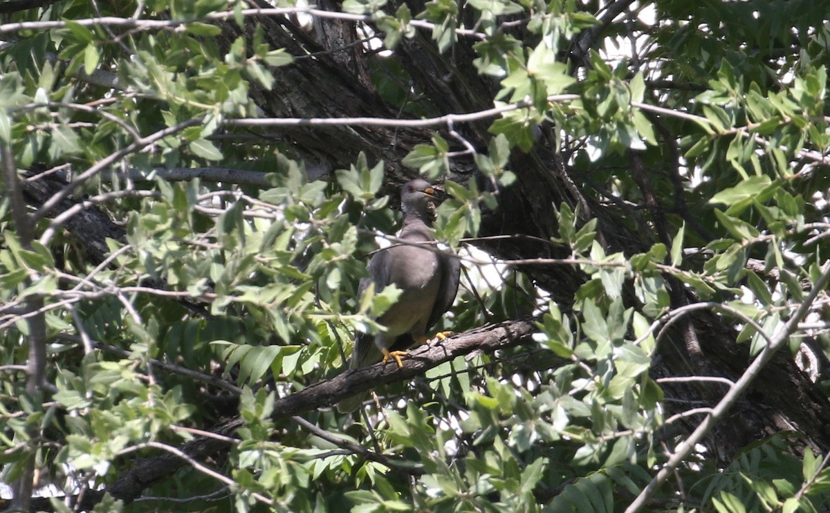Band-tailed Pigeon - Laurens Halsey