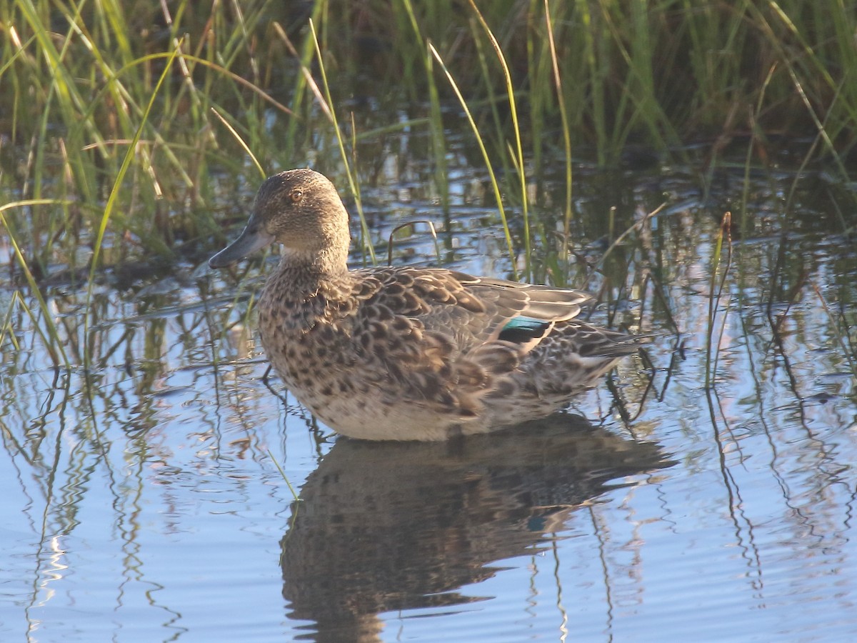 Green-winged Teal - ML112563861