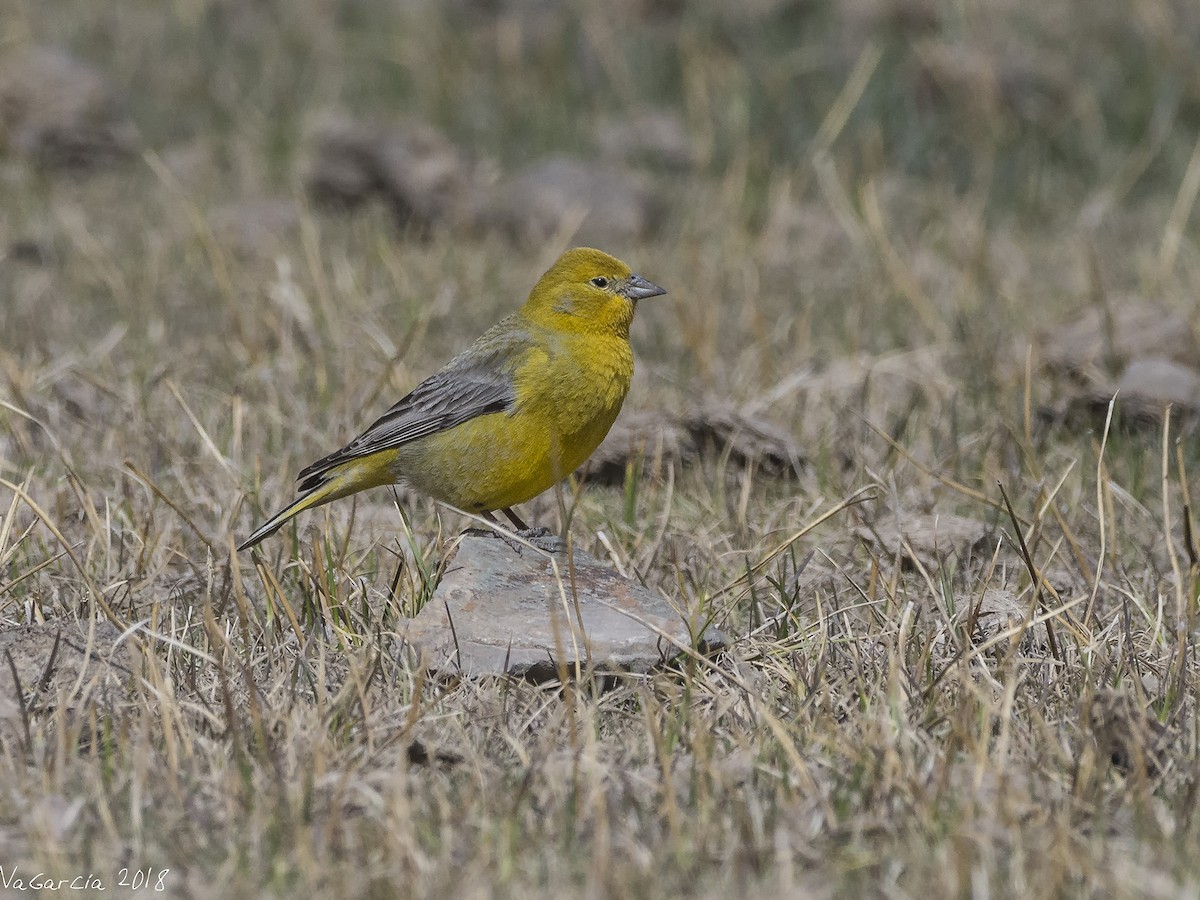 Greater Yellow-Finch - ML112567041