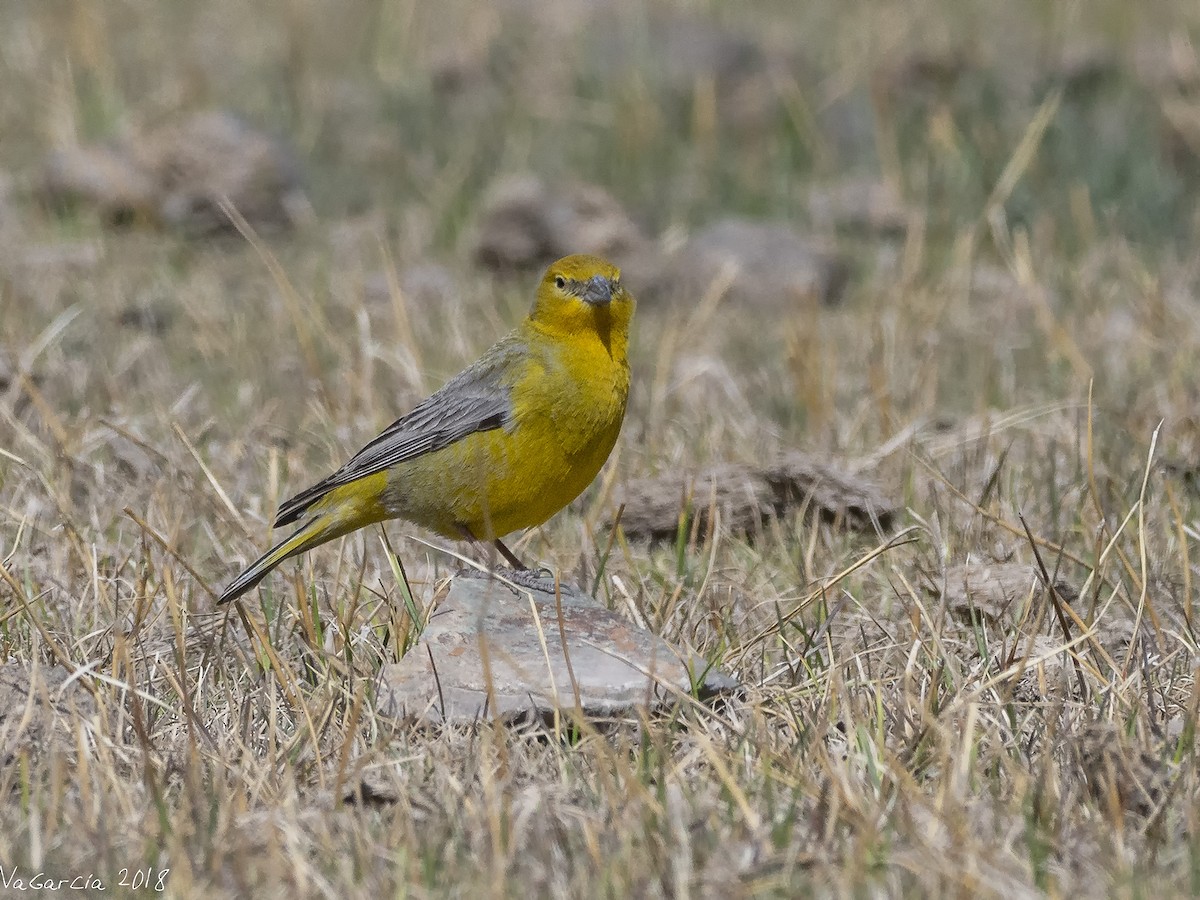 Greater Yellow-Finch - ML112567051