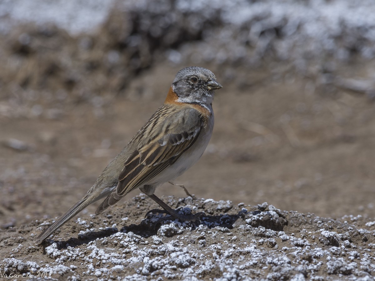 Rufous-collared Sparrow - ML112567211