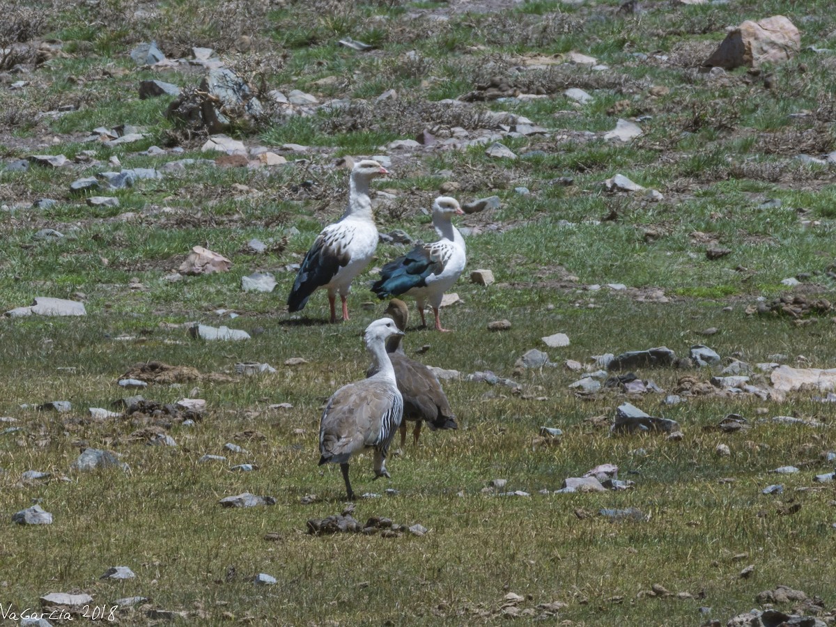 Andean Goose - VERONICA ARAYA GARCIA