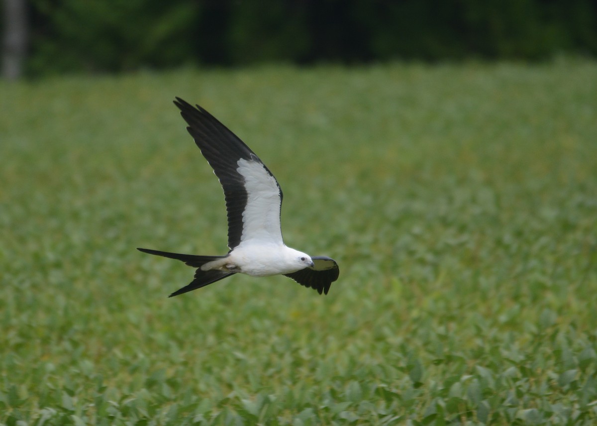 Swallow-tailed Kite - Isabel Apkarian