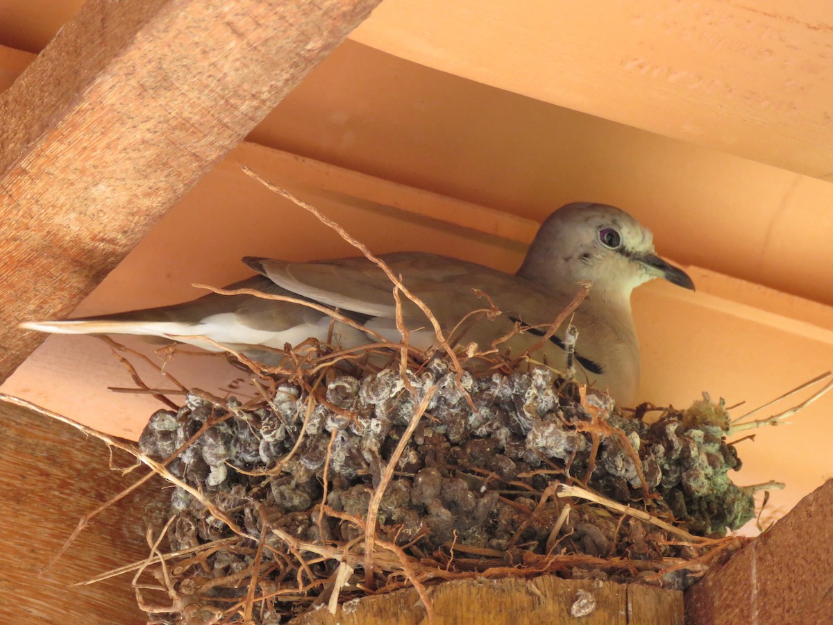 Picui Ground Dove - Thiago Amaral