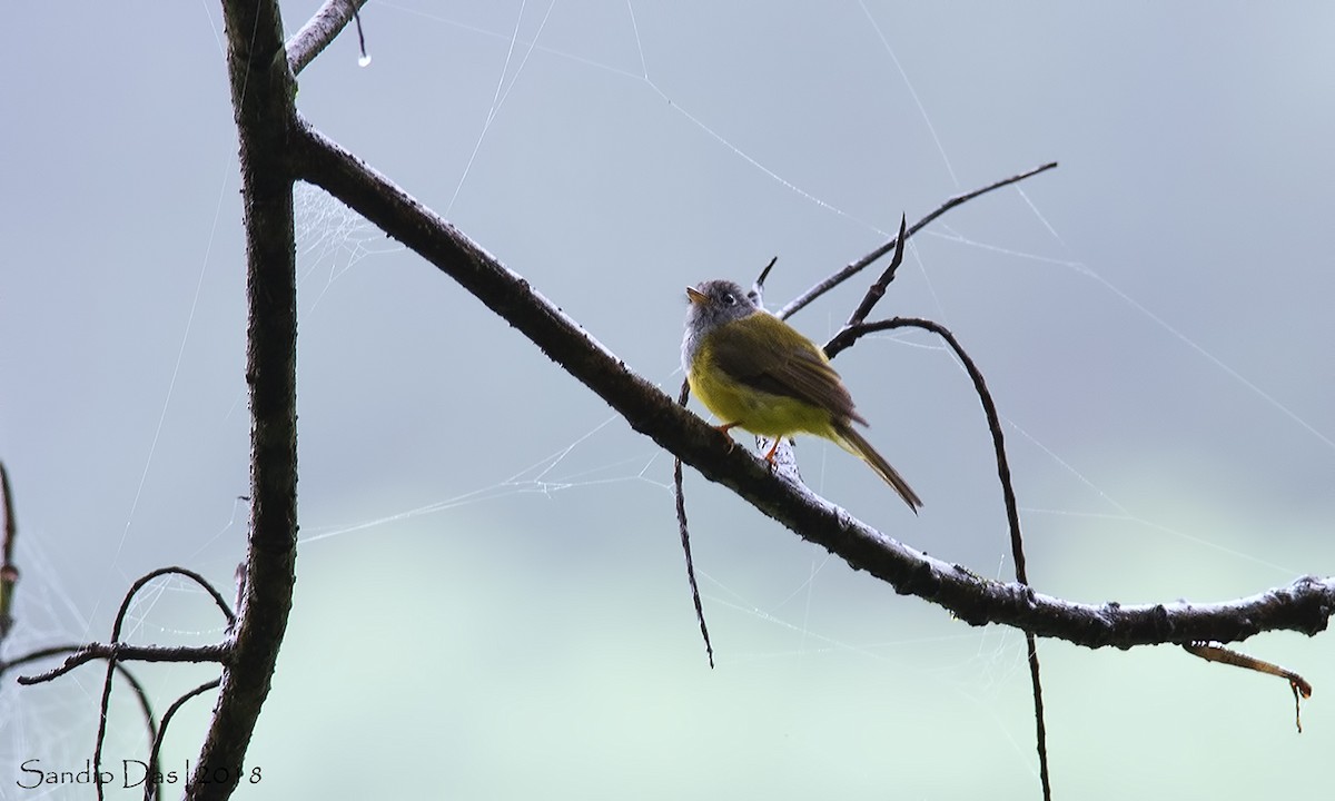 Gray-headed Canary-Flycatcher - Sandip Das