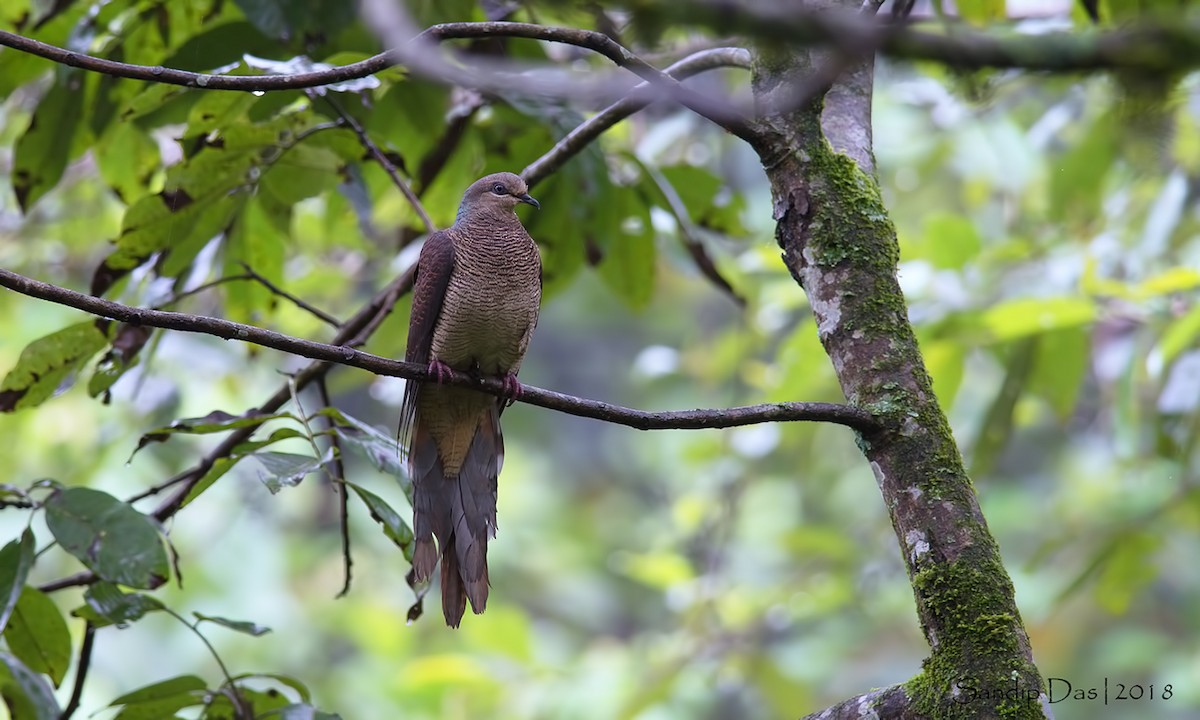 Barred Cuckoo-Dove - Sandip Das