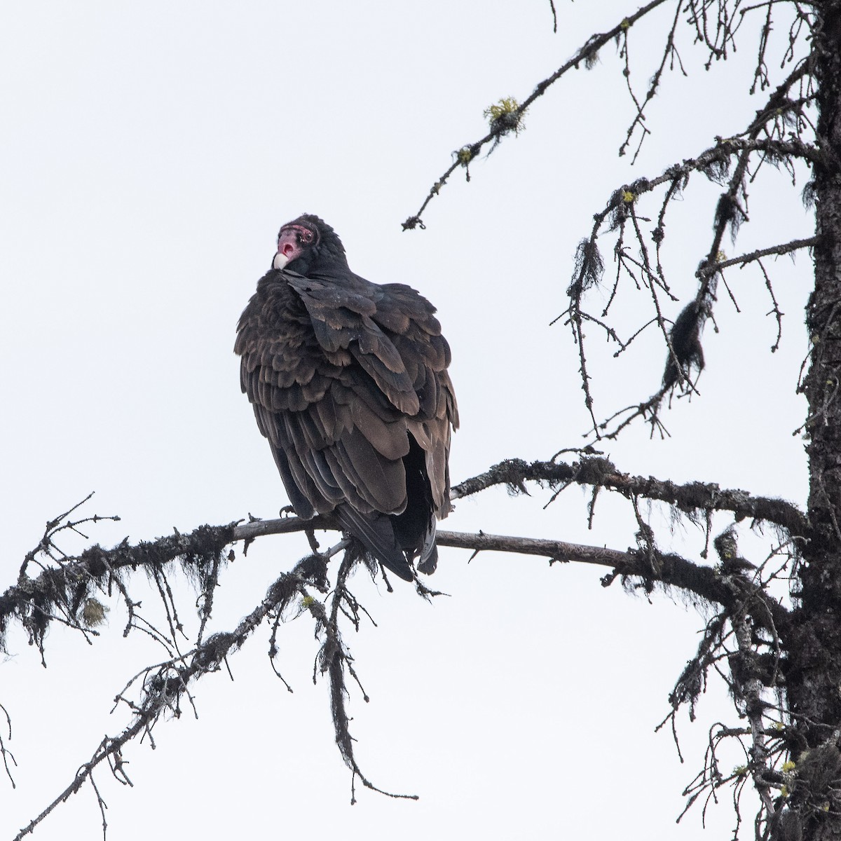 Turkey Vulture - Lyle Grisedale