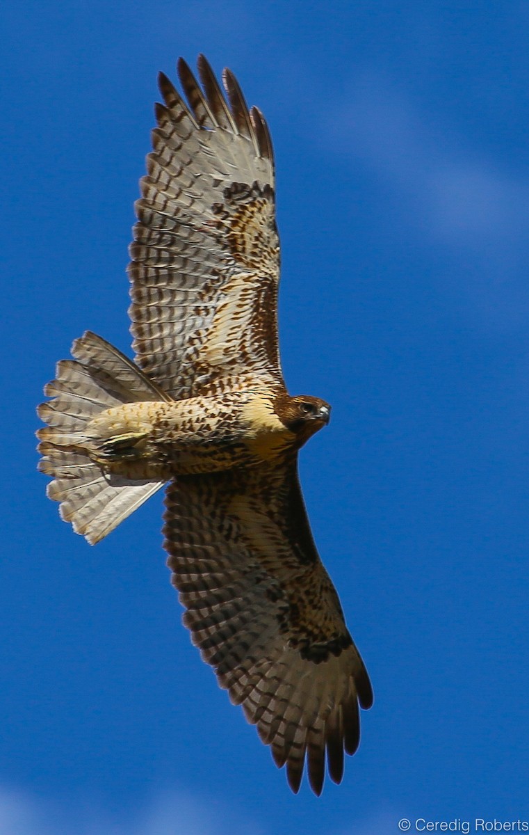 Red-tailed Hawk - Ceredig  Roberts