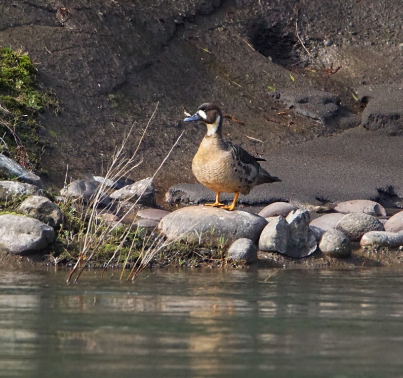 Spectacled Duck - ML112585041