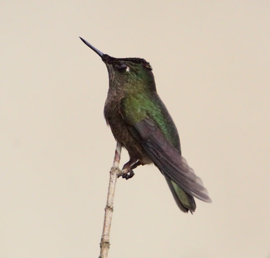 Green-backed Firecrown - ML112585121