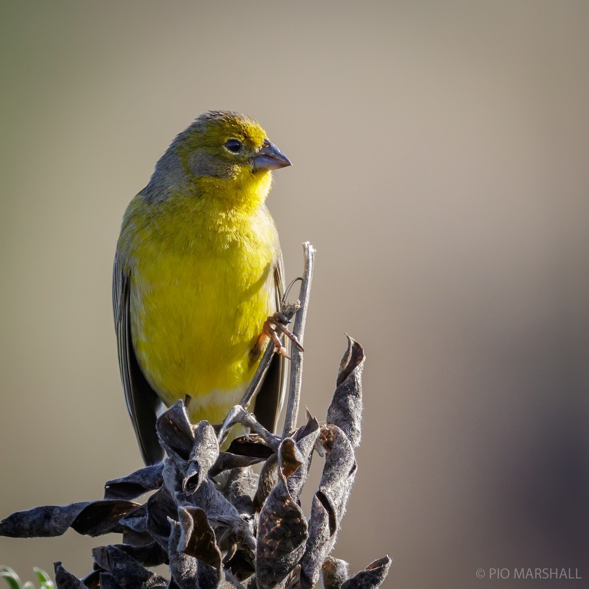 Grassland Yellow-Finch - ML112585401