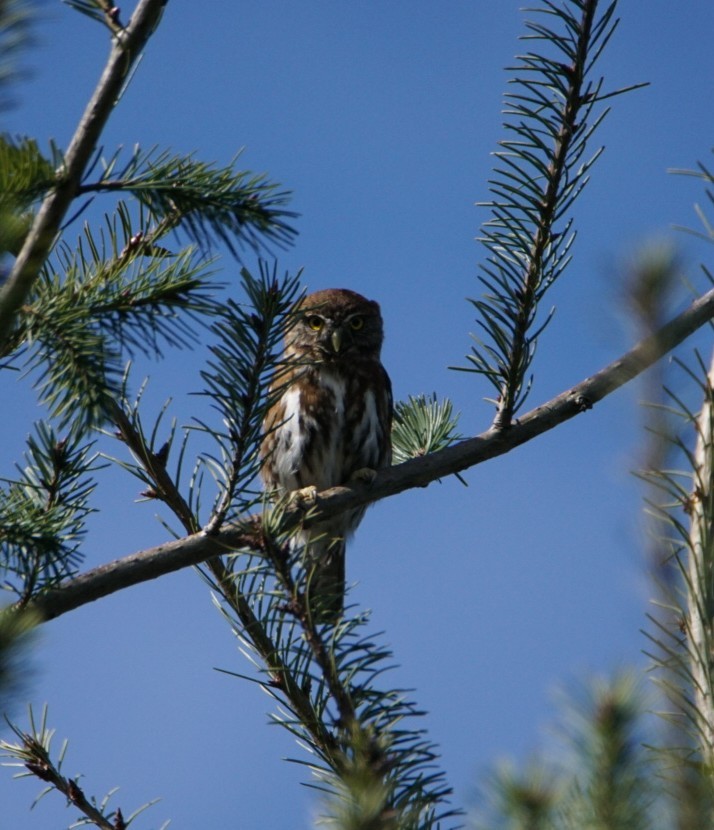 Austral Pygmy-Owl - ML112585541
