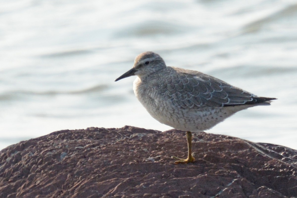 Red Knot - ML112588081