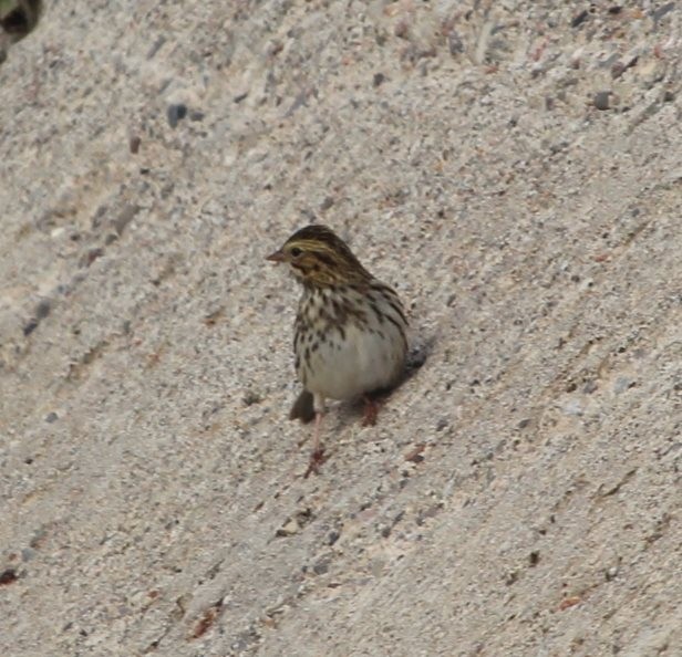 Savannah Sparrow - ML112590101