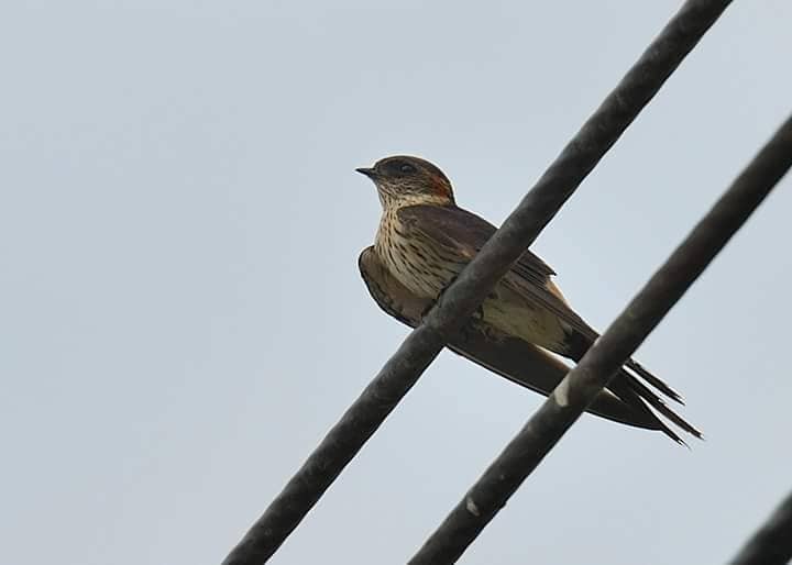 Red-rumped Swallow - ML112591611