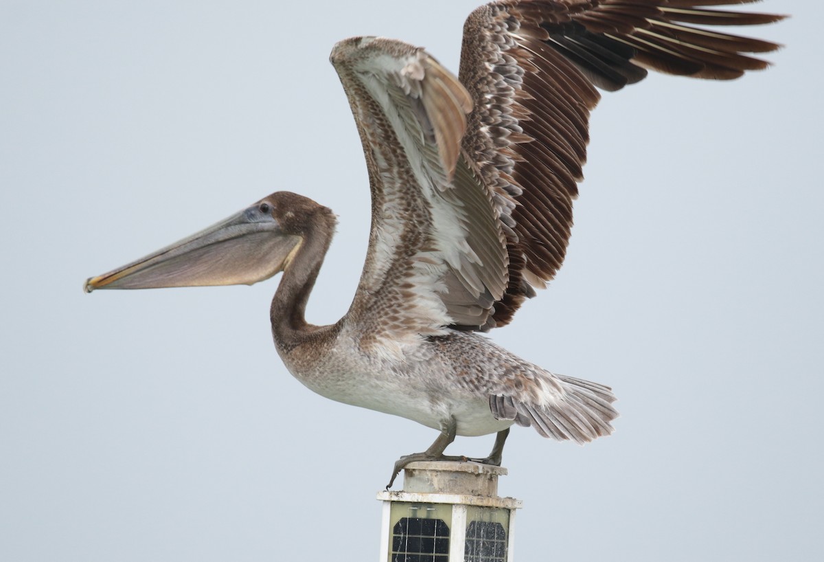 Brown Pelican - Paul Jacyk 🦉