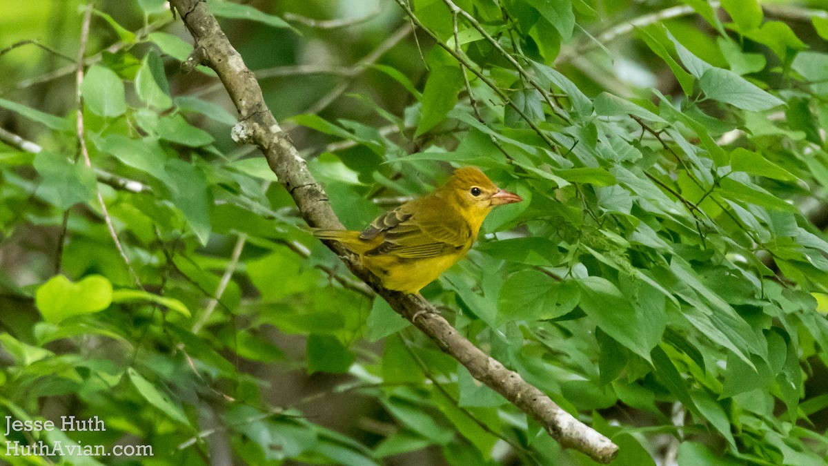 Summer Tanager - Jesse Huth