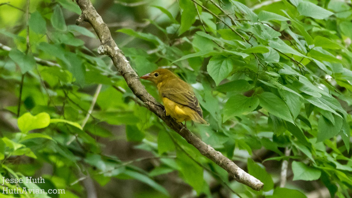Summer Tanager - Jesse Huth