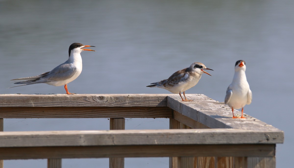 Forster's Tern - Devin Griffiths