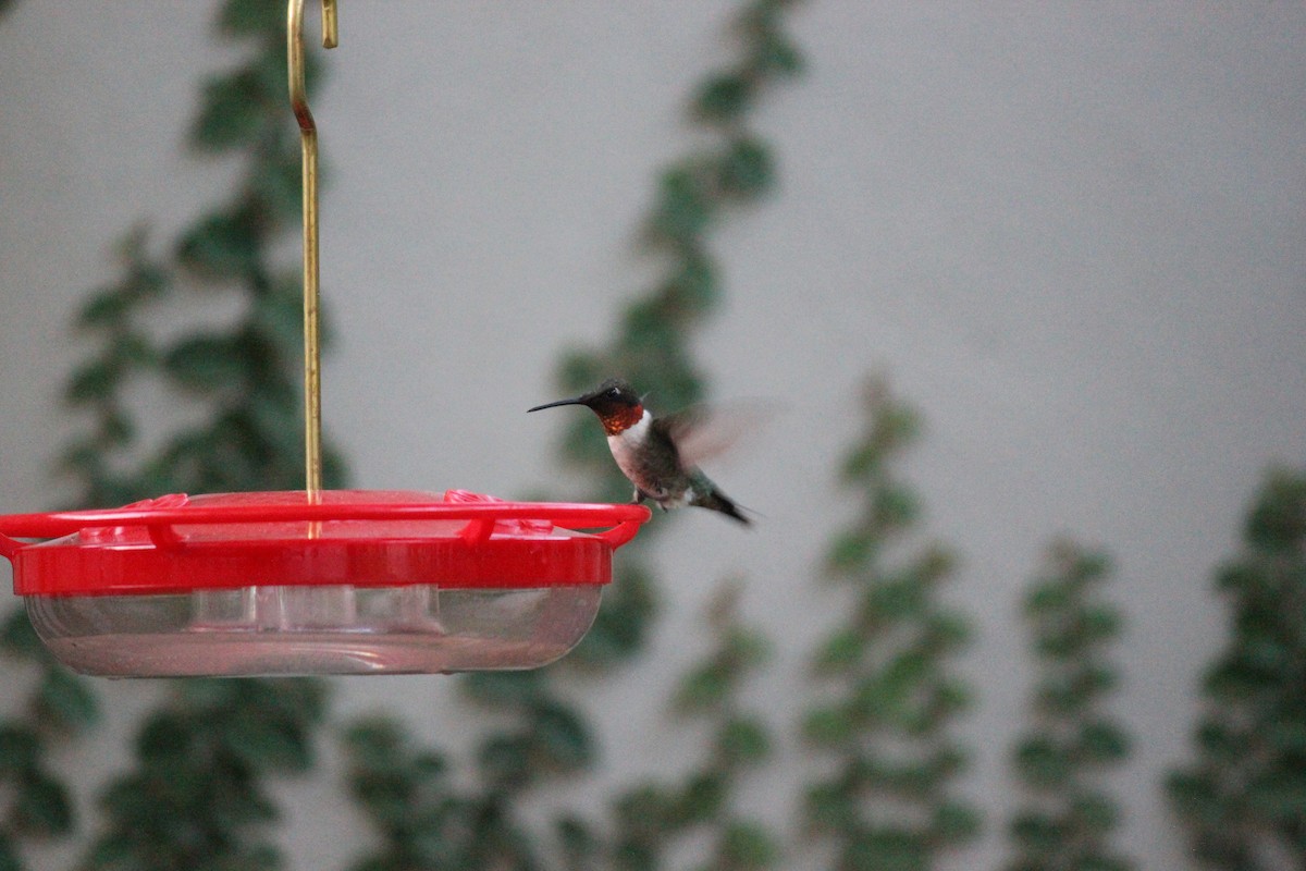 Ruby-throated Hummingbird - Ricardo Lopez Z.