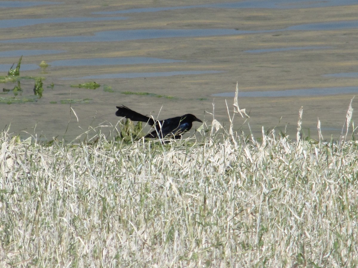 Great-tailed Grackle - ML112603541