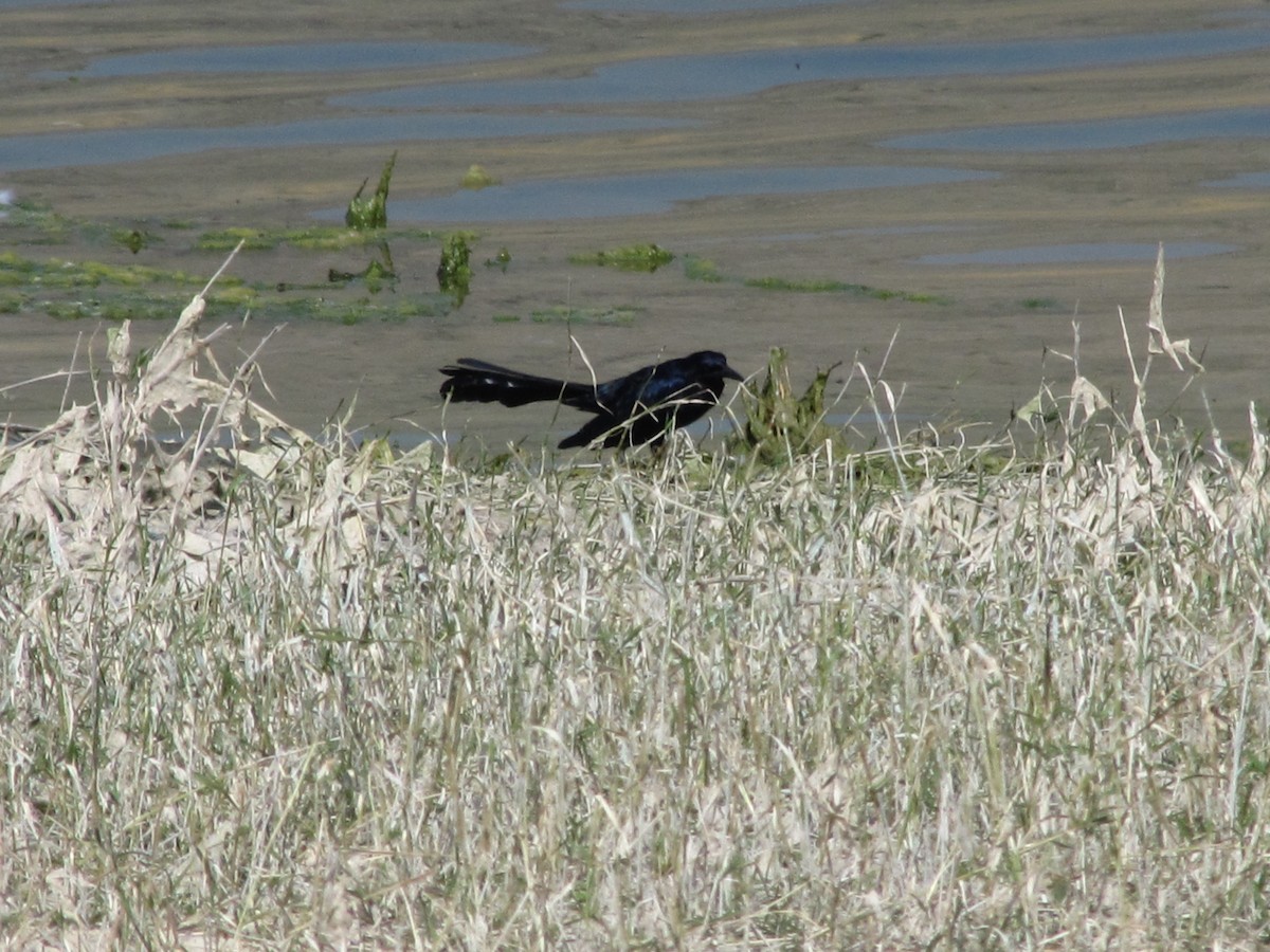 Great-tailed Grackle - ML112603561